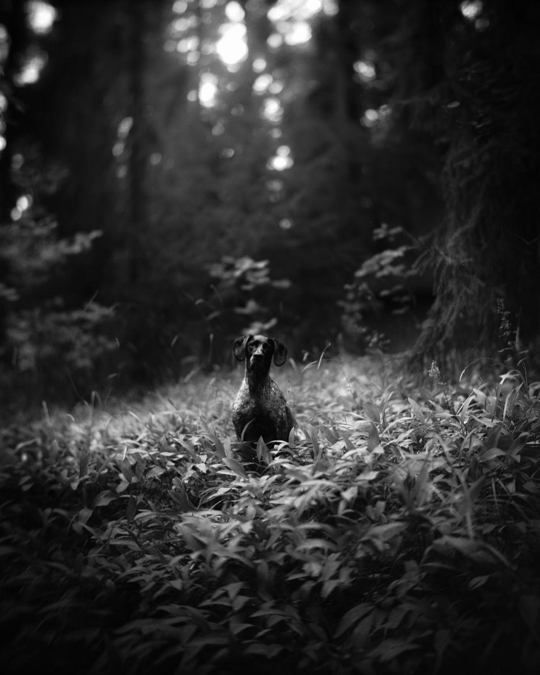 Ilford FP4 Plus 125